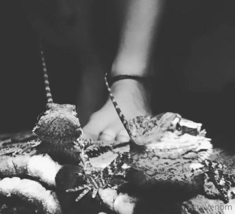 artnvenom onlyfans joi