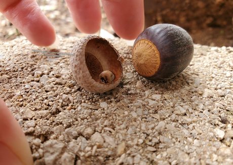 toepazfeetures onlyfans leakd