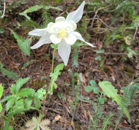 Ivory Ray onlyfans leaj