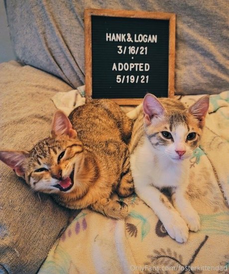 fosterkittendad new onlyfans leaks