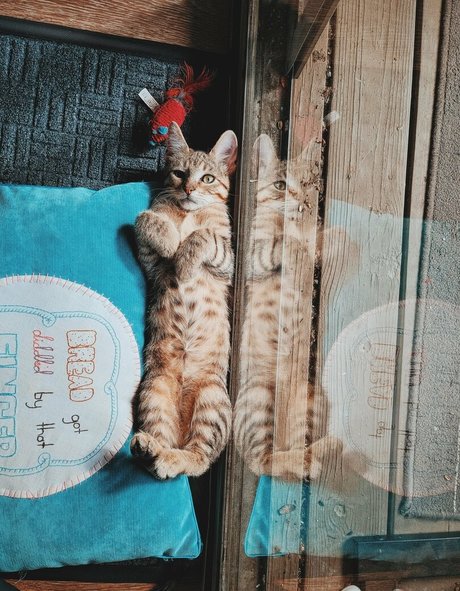 fosterkittendad onlyfans leaked porn