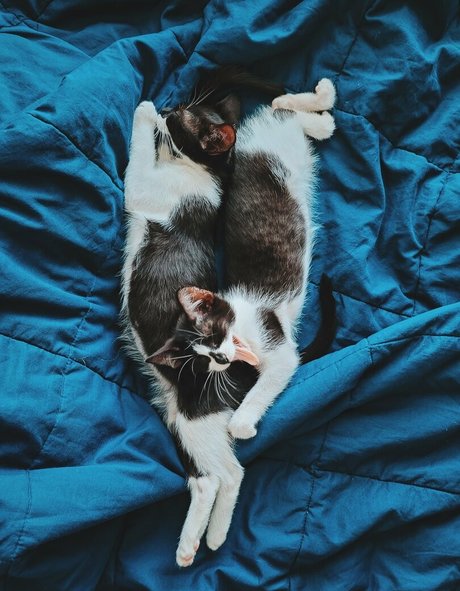 fosterkittendad onlyfans pics leaked