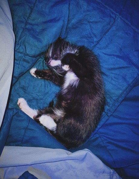 fosterkittendad Profile image