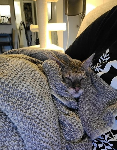 fosterkittendad nude leaks onlyfans