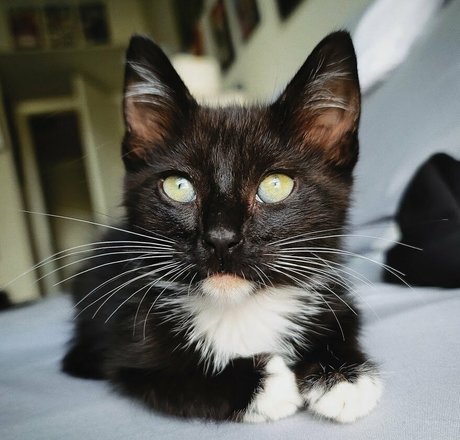 fosterkittendad onlyfans nude