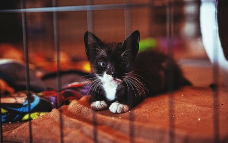 fosterkittendad leaked naked onlyfans