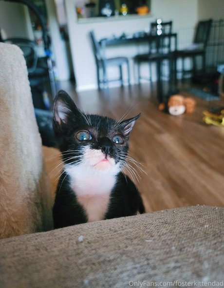 fosterkittendad nude onlyfans leaked