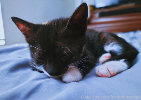 fosterkittendad onlyfans leak porn