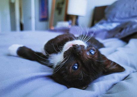 fosterkittendad leaked only fans nudes