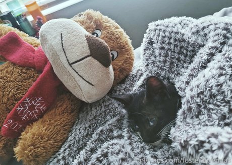 fosterkittendad onlyfans leakes