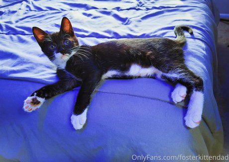 fosterkittendad onlyfans leaks