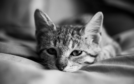 fosterkittendad onlyfans sex