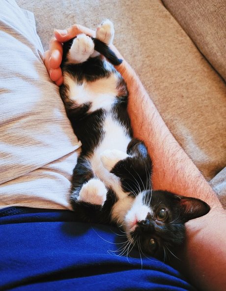 fosterkittendad naked onlyfans leaked