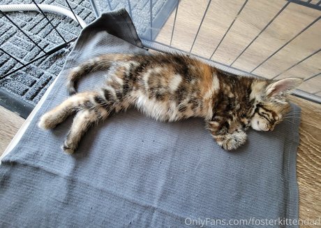 fosterkittendad leaked onlyfans