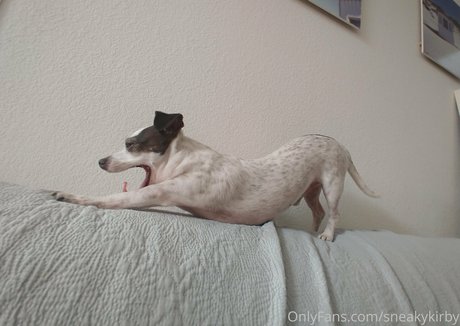 sneakykirby leaked onlyfans.