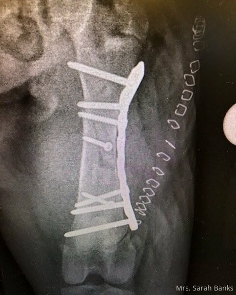 thesarahbnkx onlyfans picture