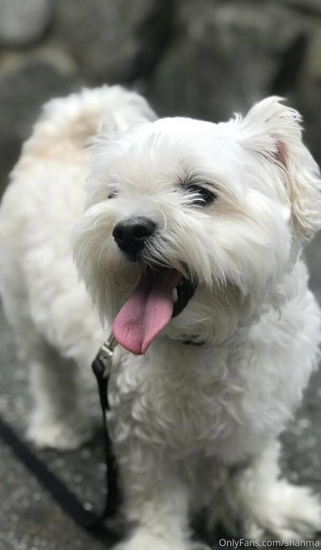 shanma onlyfans leaka