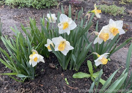 tobinedamfree onlyfans leaks xxx