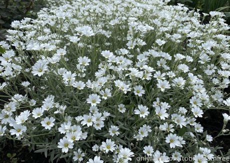 tobinedamfree onlyfans x