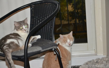 therealallicat onlyfans posts