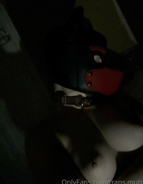 trans mutt is on onlyfans