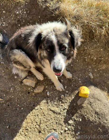 Anisyia_ onlyfans leaks xxx