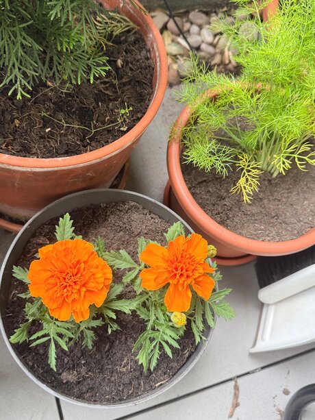 onion onlyfans free photos