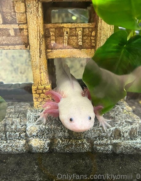 kiyomiii 0 joi onlyfans