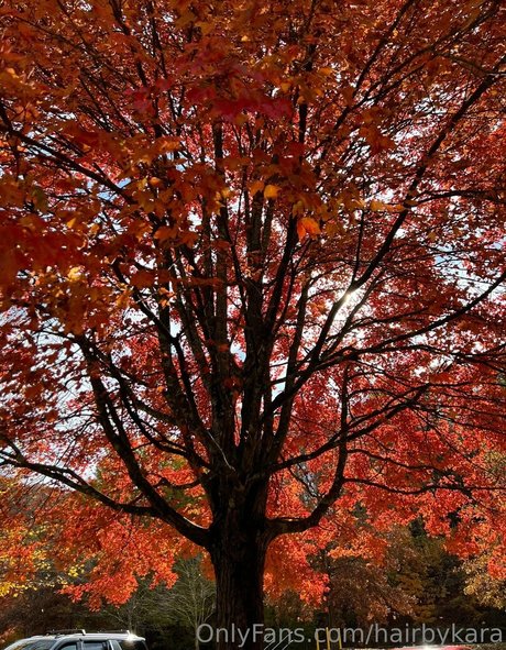 hairbyharleyy onlyfans leaks