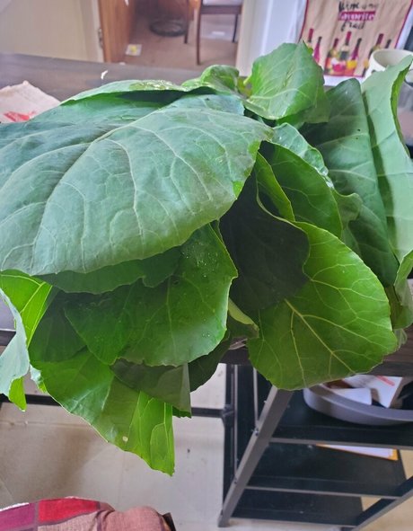 babyruthy onlyfans leaks naked