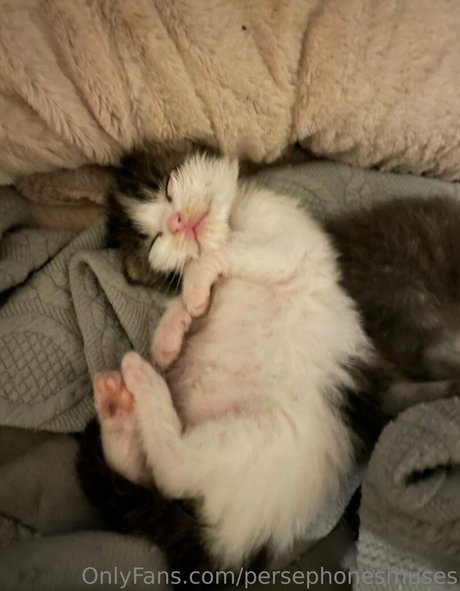 persephonesmuses leaked onlyfans