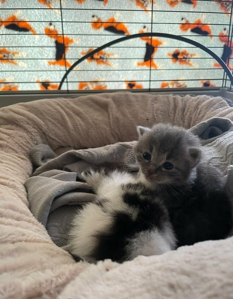 persephonesmuses en onlyfans