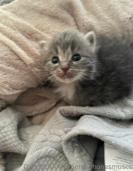 persephonesmuses onlyfans naked pics