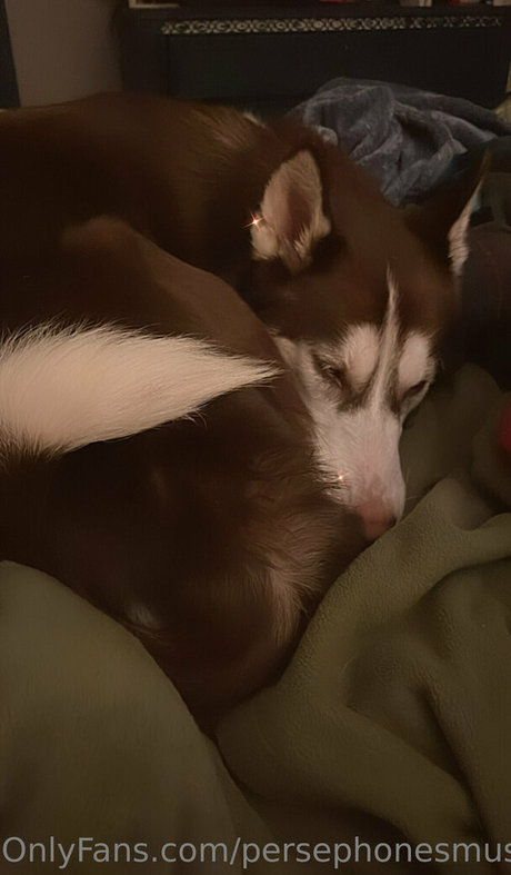 persephonesmuses  photos