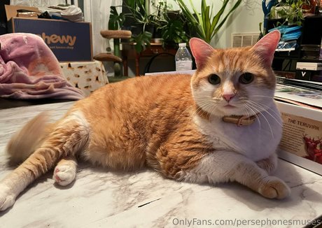 persephonesmuses only fans leaks