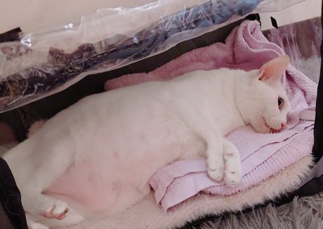 akari 813 onlyfans striptease