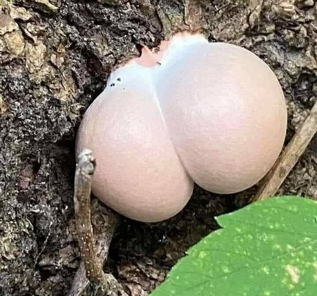 crimson ghoul onlyfans sex leak