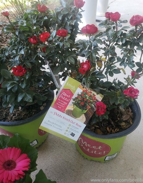 big tits anal onlyfans pornos img