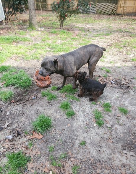 bee88i only fans leaked porn