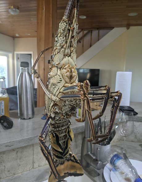 frecksfordays  print