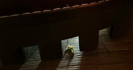 solecirilla leaked onlyfans sextape