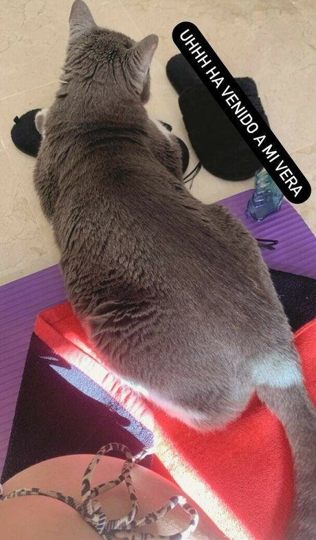 Pettans leaked onlyfans xxx