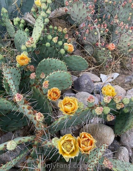 big ass redhead onlyfans xxx img