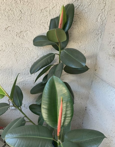 adora belly free fans only