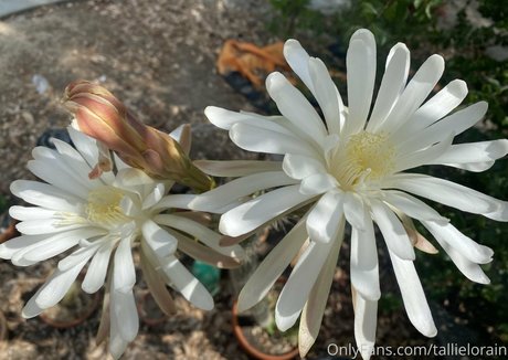 tallielorain onlyfans sex leak