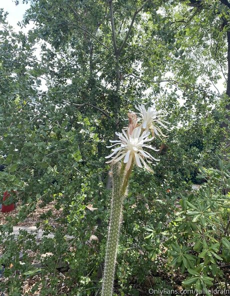 tallielorain leaked onlyfans