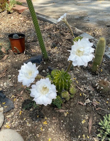 tallielorain only fans sex