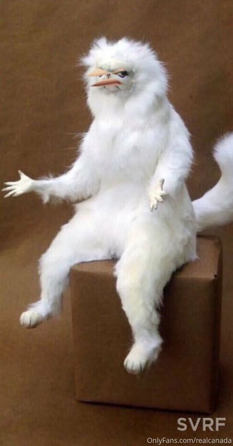 realcanadaali free onlyfans