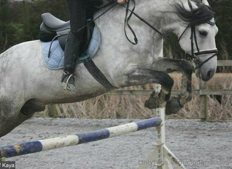 bunny free onlyfans hot scan