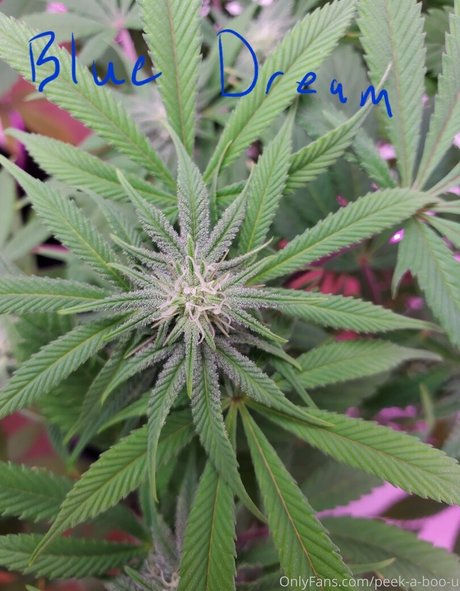 non onlyfans perfect photos